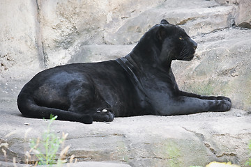 Image showing Black panther