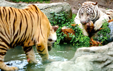 Image showing Two Tigers