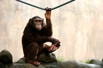 Image showing Monkey Looking