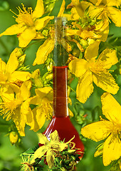 Image showing St. John's wort oil