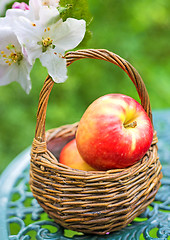 Image showing apples in a basket with apple blossom