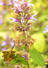 Image showing Sage, Salvia officinalis