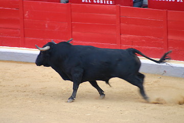 Image showing Fighting bull in Granada, Spain