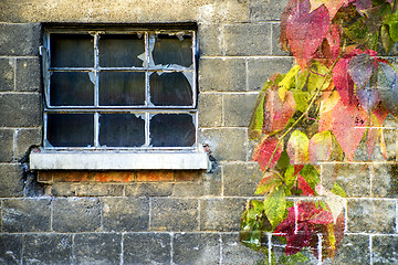 Image showing Old window with wild vine in autumnal colors