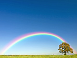 Image showing tree with rainbow