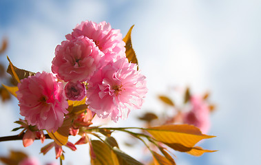 Image showing cherry blossom