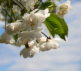 Image showing white cherry blossom