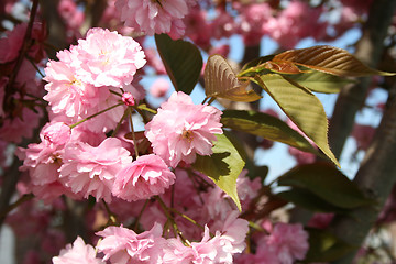 Image showing cherry blossom