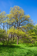 Image showing Summer landscape