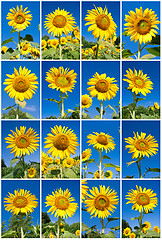 Image showing Sunflowers