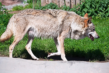 Image showing Wolf