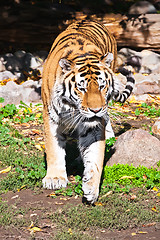 Image showing Tiger