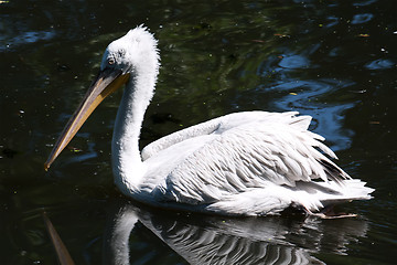 Image showing Pelican