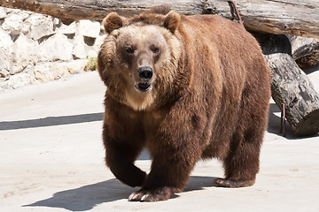 Image showing Bear