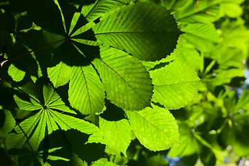 Image showing Leaves background