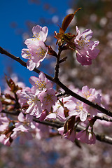 Image showing Cherry blossom