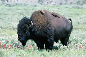 Image showing Bison