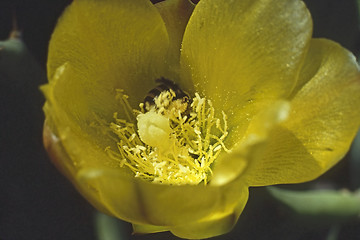 Image showing Cactus Flower 