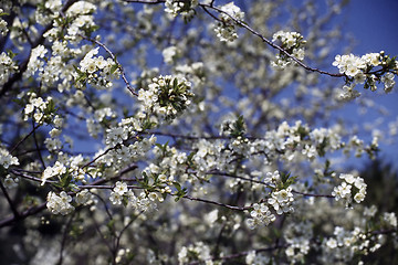 Image showing Blossom