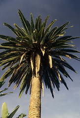 Image showing Palm Tree