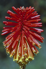 Image showing Aloe