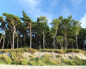 Image showing Forest and sky.