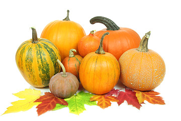 Image showing Pumpkins isolated