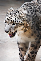 Image showing Snow Leopard