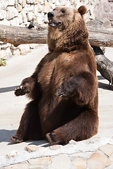 Image showing Bear