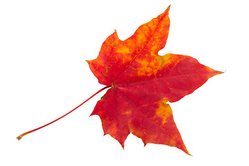 Image showing Maple leaf