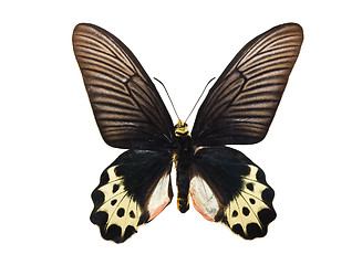 Image showing Butterfly Atrophaneura priapus