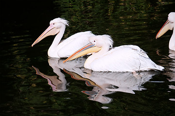 Image showing Pelican