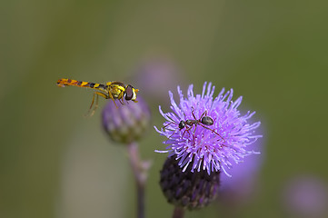 Image showing Bee with ant