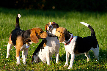 Image showing Beagle dogs