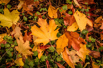 Image showing Autumn leaf