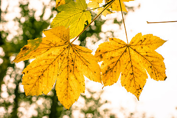 Image showing Autumn tree leafs