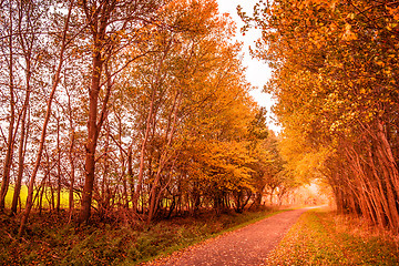 Image showing Autumn landscape