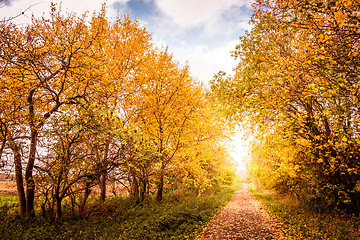 Image showing Autumn landscape