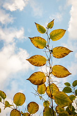 Image showing Autumn leafs