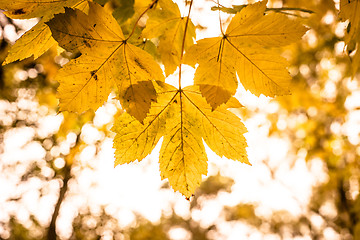 Image showing Autumn leaf