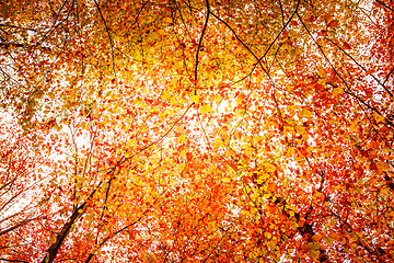 Image showing Autumn forest