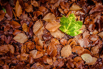 Image showing Autumn leaf