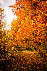 Image showing Autumn landscape