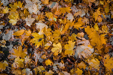 Image showing Autumn leafs