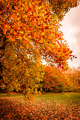 Image showing Autumn landscape