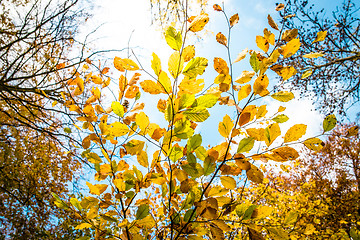 Image showing Autumn leafs