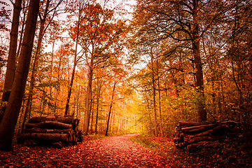 Image showing Autumn landscape