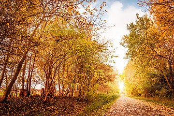 Image showing Autumn landscape