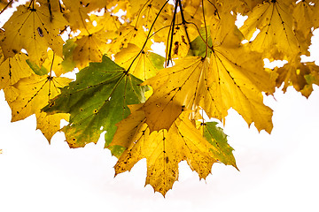 Image showing Autumn leafs