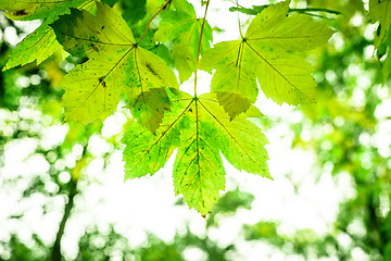 Image showing Spring leaf